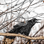 Malowanie po numerach «Początek wiosny»