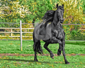 Malowanie po numerach Malowanie po numerach «Czarny koń» фото