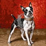 Malowanie po numerach «Karl Reichert. Boston terrier»