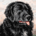 Malowanie po numerach «Karl Reichert. Nowofundland»