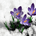 Malowanie po numerach «Pierwsze krokusy»