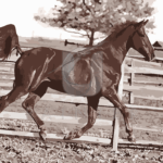 Malowanie po numerach «Latający chód»