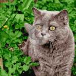 Malowanie po numerach «Szary kotek»