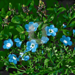 Malowanie po numerach «Johan Laurentz Jensen. Baby blue eyes i rezeda»