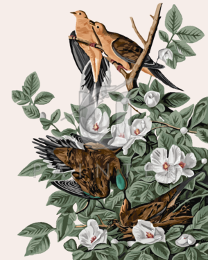 Malowanie po numerach Malowanie po numerach «John James Audubon. Gołąb turkawka»