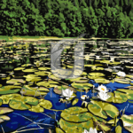 Malowanie po numerach «Krajobraz z liliami wodnymi»