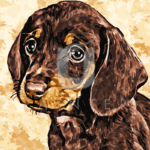 Malowanie po numerach «Rudy szczeniak jamnika»