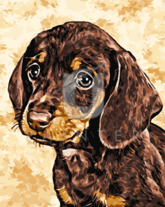 Malowanie po numerach «Rudy szczeniak jamnika»