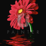 Malowanie po numerach «Czerwona gerbera. Odzwierciedlenie»