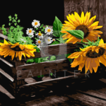 Malowanie po numerach «Martwa natura ze słonecznikami»