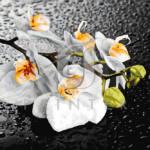 Malowanie po numerach Malowanie po numerach «Białe orchidee»