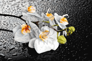 Malowanie po numerach Malowanie po numerach «Białe orchidee» фото